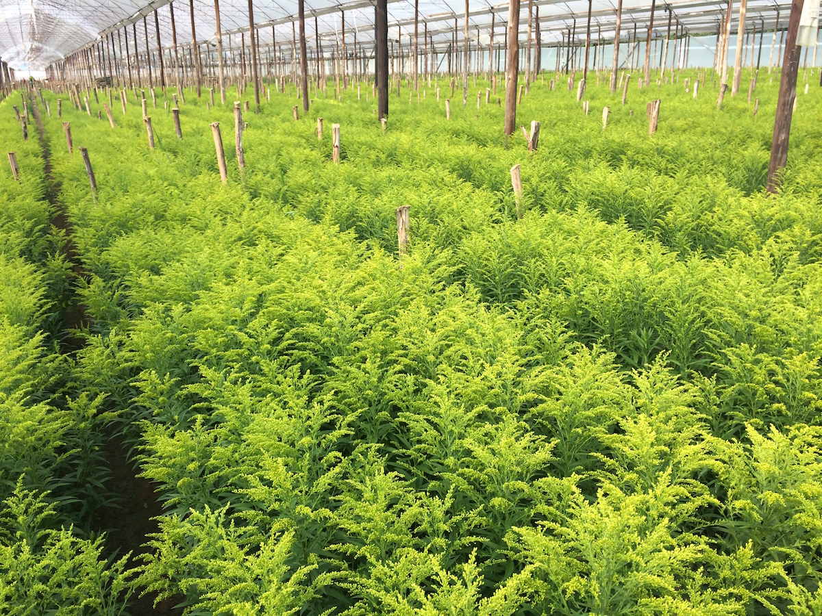 Gypsophila Xlence